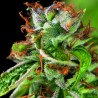DOUBLE OG HAZE · Pyramid Seeds · cannabis seeds · Fem