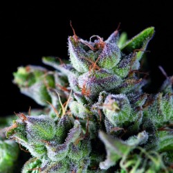 GORILA · Pyramid Seeds · semillas de marihuana · Fem
