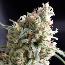KUKULKAN · Pyramid Seeds · semi di canapa · Fem