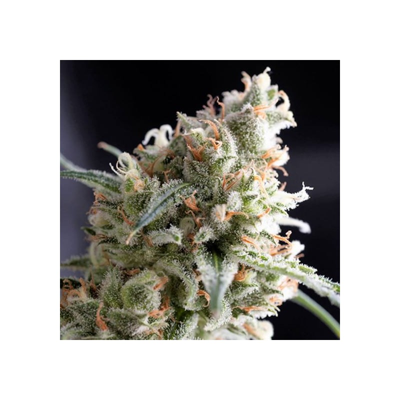 KUKULKAN · Pyramid Seeds · cannabis seeds · Fem