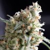 KUKULKAN · Pyramid Seeds · semi di canapa · Fem