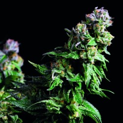 PURPLE URKLE · Pyramid Seeds · cannabis seeds · Fem