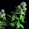 PURPLE URKLE · Pyramid Seeds · semi di canapa · Fem