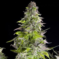 ROMULAN · Pyramid Seeds · semi di canapa · Fem
