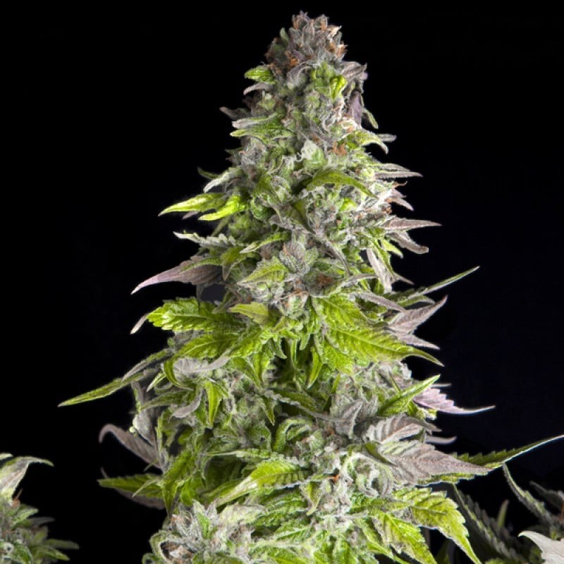ROMULAN · Pyramid Seeds · semi di canapa · Fem