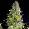 ROMULAN · Pyramid Seeds · semillas de marihuana · Fem