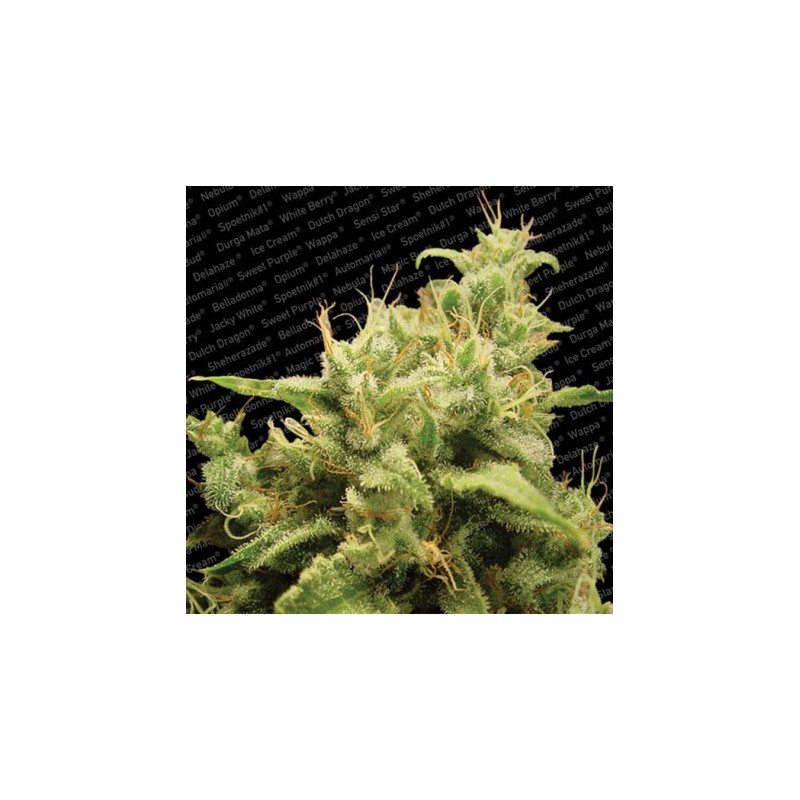 OPIUM · Paradise Seeds · semillas de cannabis · Fem