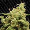 OPIUM · Paradise Seeds · cannabis seeds · Fem