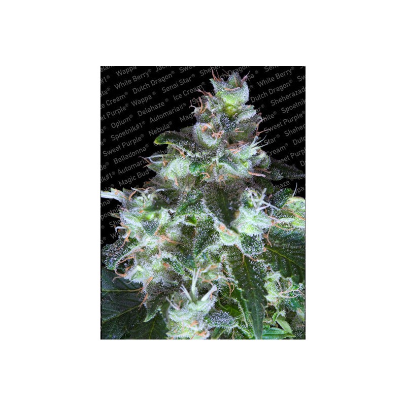 ORIGINAL WHITE WIDOW · Paradise Seeds · semillas de marihuana · Fem