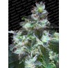 ORIGINAL WHITE WIDOW · Paradise Seeds · semillas de marihuana · Fem