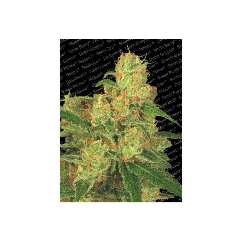 AUTO ACID · Paradise Seeds · semillas de marihuana · AutoFem