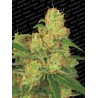 AUTO ACID · Paradise Seeds · semillas de marihuana · AutoFem