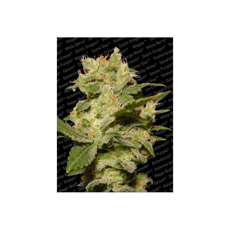 AUTO JACK · Paradise Seeds · semillas de marihuana · AutoFem
