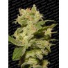 AUTO JACK · Paradise Seeds · cannabis seeds · AutoFem