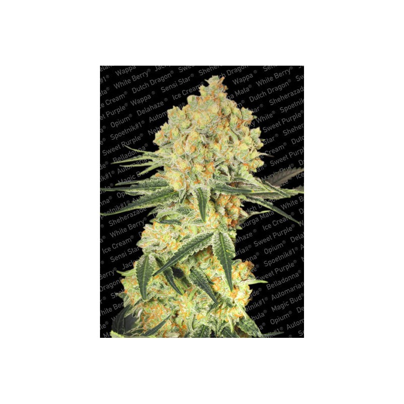 AUTO WAPPA · Paradise Seeds · semillas de marihuana · AutoFem