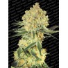 AUTO WAPPA · Paradise Seeds · cannabis seeds · AutoFem