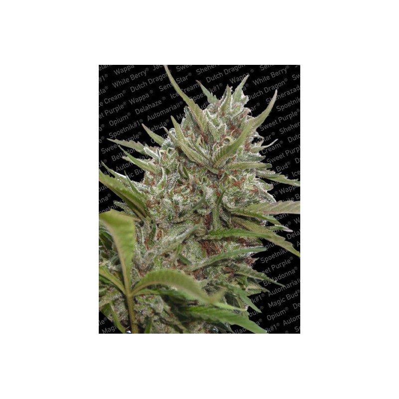 AUTO WHITE BERRY · Paradise Seeds · cannabis seeds · AutoFem