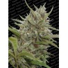 AUTO WHITE BERRY · Paradise Seeds · semillas de marihuana · AutoFem