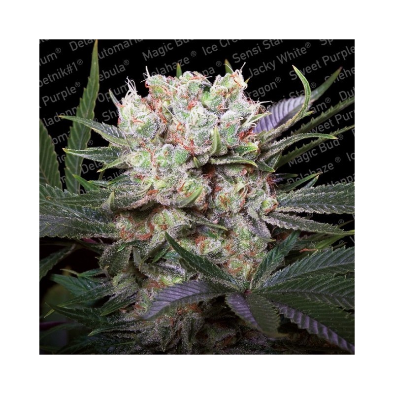CALIFORNIA GOLD · Paradise Seeds · semillas de marihuna · Fem