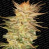 ICE CREAM · Paradise Seeds · semillas de marihuna · Fem