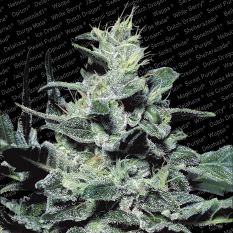 NEBULA · Paradise Seeds · semillas de marihuana · Fem