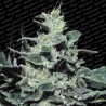 NEBULA · Paradise Seeds · semillas de marihuana · Fem