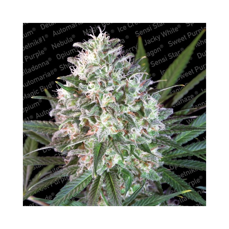 SPACE COOKIES · Paradise Seeds · semillas de marihuana · Fem