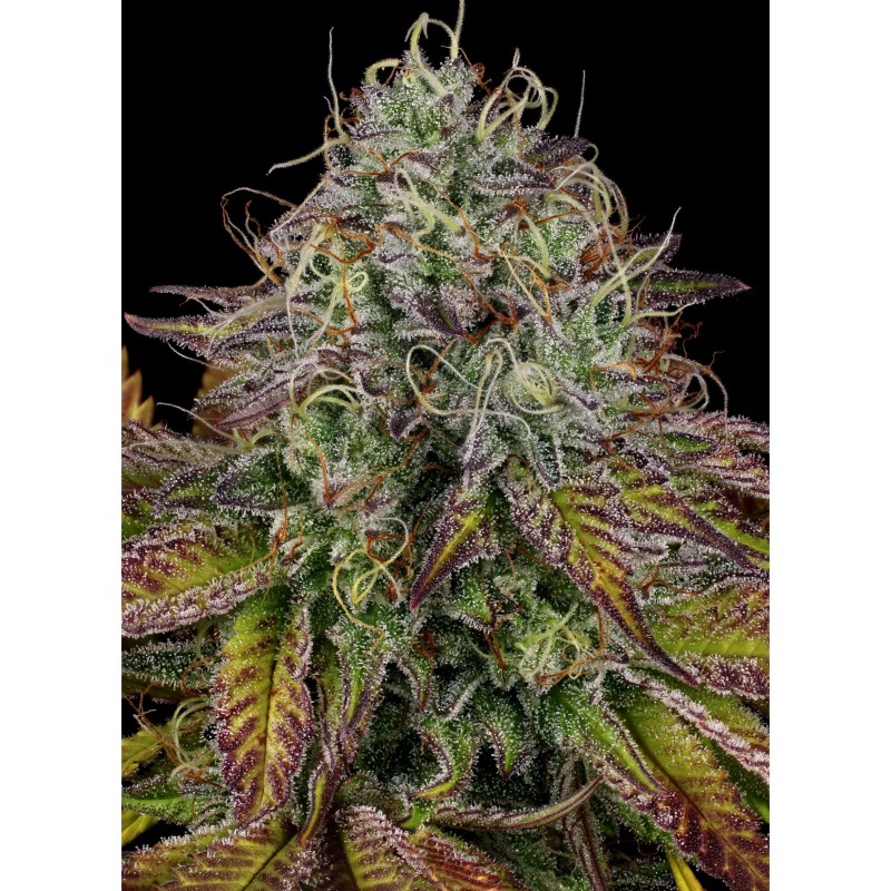 APRICOT CANDY · Paradise Seeds · semillas de marihuana · Fem