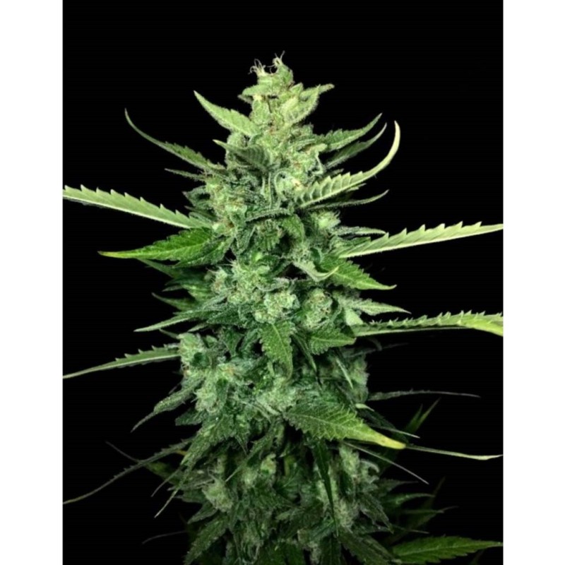 AUTO KONG 4 · Paradise Seeds · semi di canapa · AutoFem