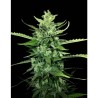 AUTO KONG 4 · Paradise Seeds · semillas de marihuana · AutoFem