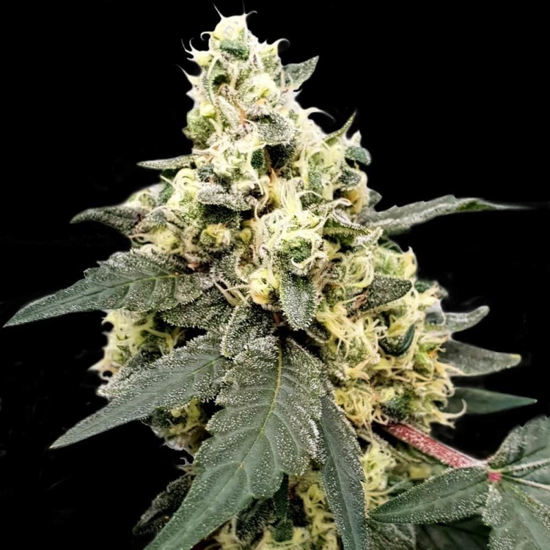 AUTO LEMONADE · Paradise Seeds · semillas de marihuana · AutoFem