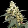 AUTO LEMONADE · Paradise Seeds · semillas de marihuana · AutoFem