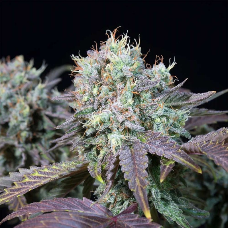 BLUE GEM · Paradise Seeds · semillas de marihuana · Fem