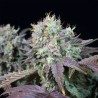 BLUE GEM · Paradise Seeds · semillas de marihuana · Fem