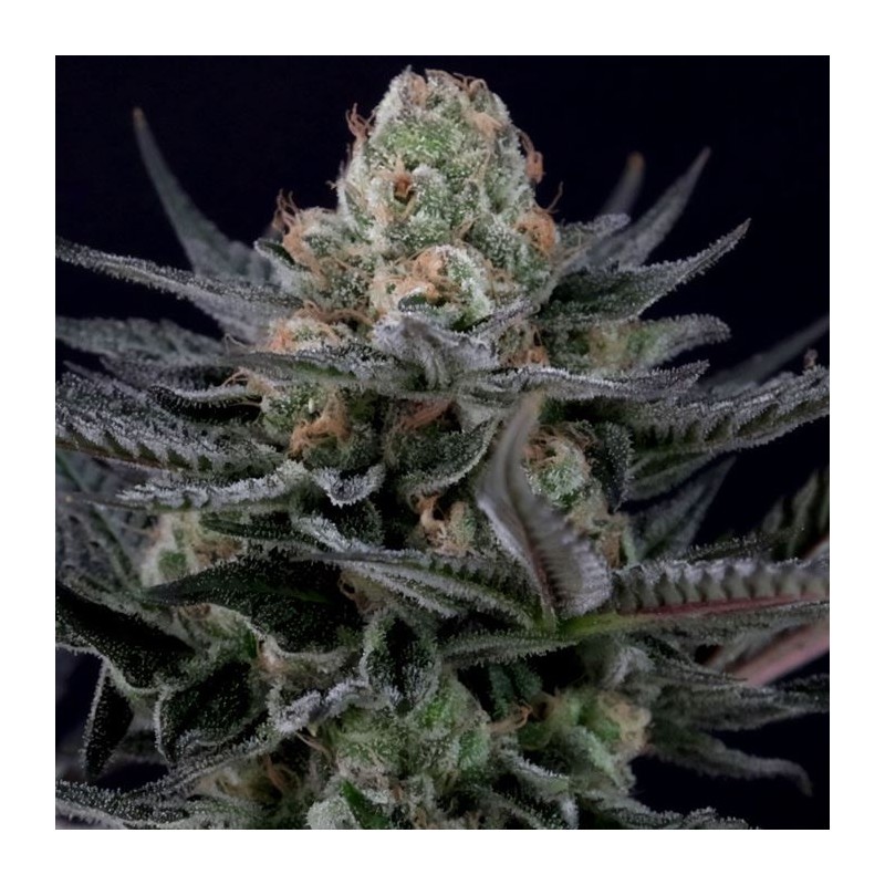 CARAMBA · Paradise Seeds · semillas de marihuana · Fem