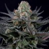 CARAMBA · Paradise Seeds · semillas de marihuana · Fem