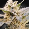 CBDELIGHT · Paradise Seeds · semillas de marihuana · Fem