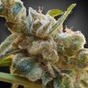 CBDRELAX · Paradise Seeds · semillas de marihuana · Fem