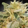 CBDRELIEF · Paradise Seeds · semillas de marihuana · Fem