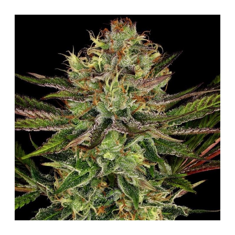 CHOCOLATE WAFFLEZ · Paradise Seeds · cannabis seeds · Fem