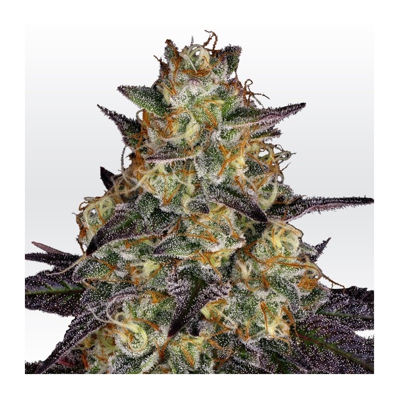 EL DORADO OG · Paradise Seeds · semillas de marihuana · Fem