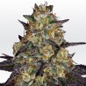 EL DORADO OG · Paradise Seeds · semillas de marihuana · Fem