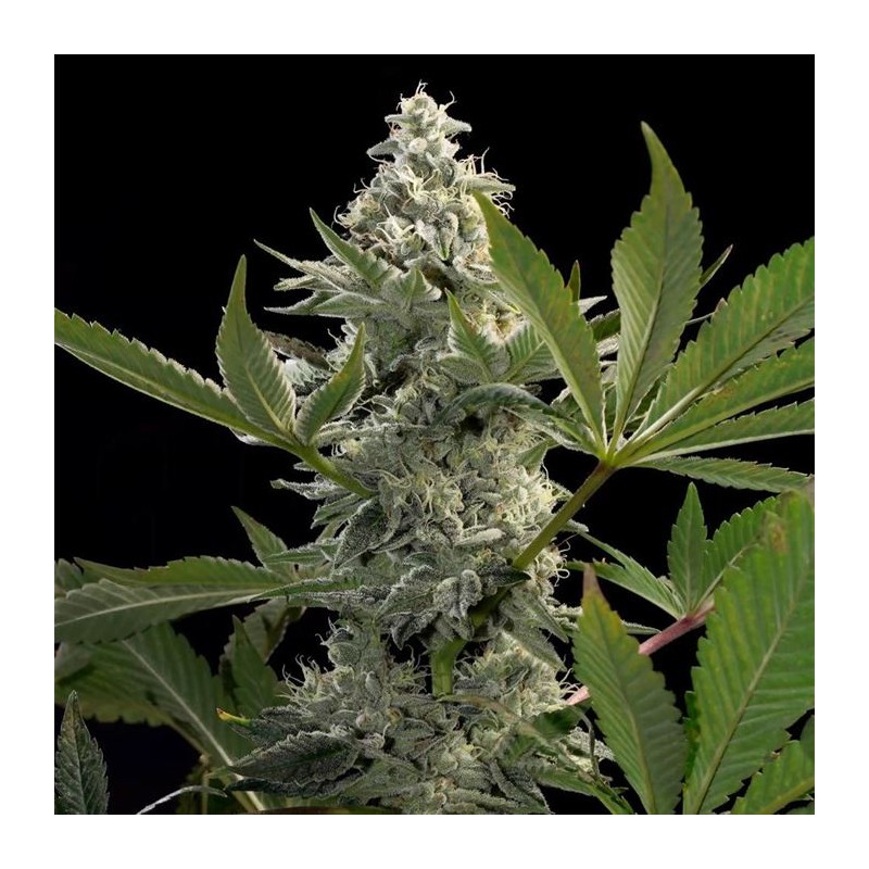 GLOWSTARZ · Paradise Seeds · semillas de marihuana · Fem