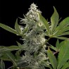 GLOWSTARZ · Paradise Seeds · semillas de marihuana · Fem