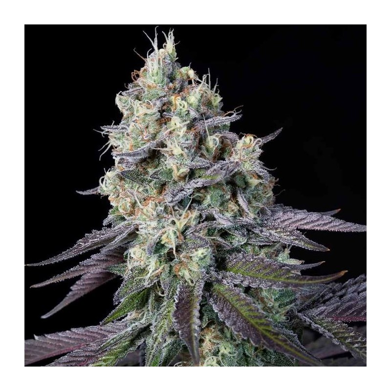 PURPLE MINTS · Paradise Seeds · semillas de marihuana · Fem