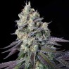 PURPLE MINTS · Paradise Seeds · semillas de marihuana · Fem