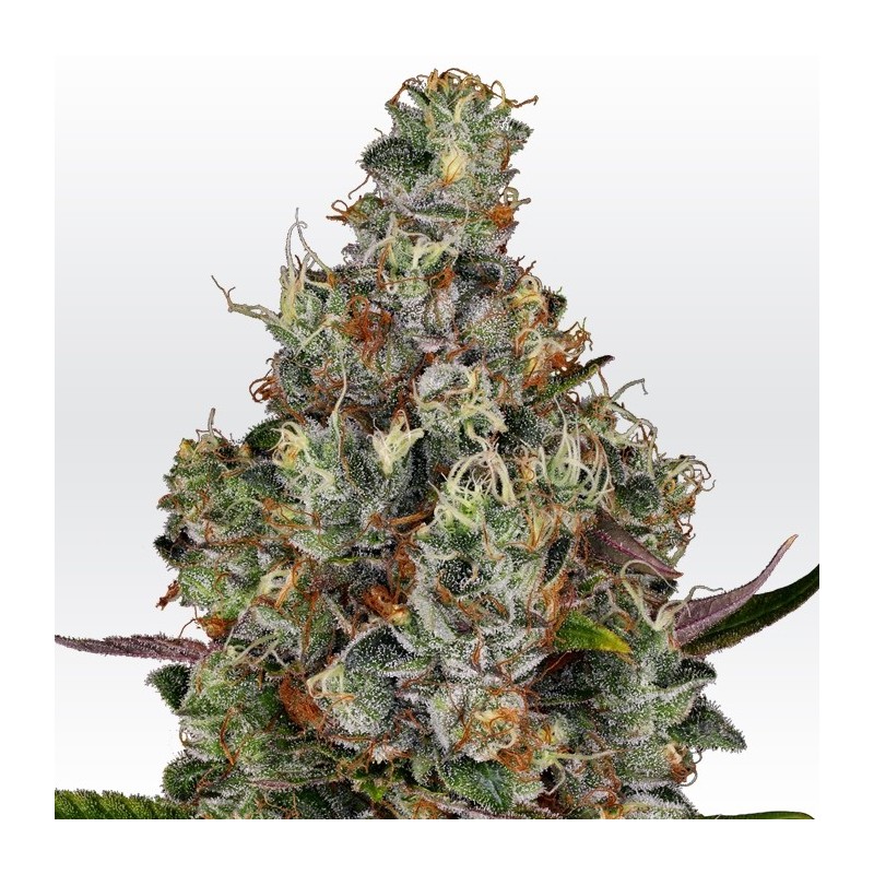 RAINBOW ROAD · Paradise Seeds · semillas de marihuana · Fem