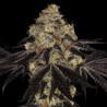 SUNSET PARADISE · Paradise Seeds · semillas de marihuana · Fem