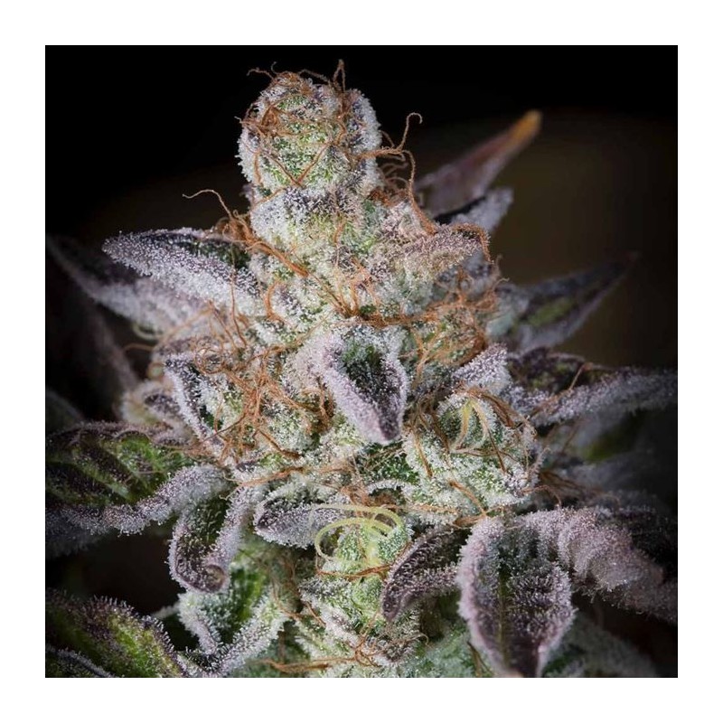 SWEETOPIA · Paradise Seeds · cannabis seeds · Fem
