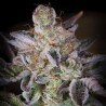 SWEETOPIA · Paradise Seeds · semillas de marihuana · Fem